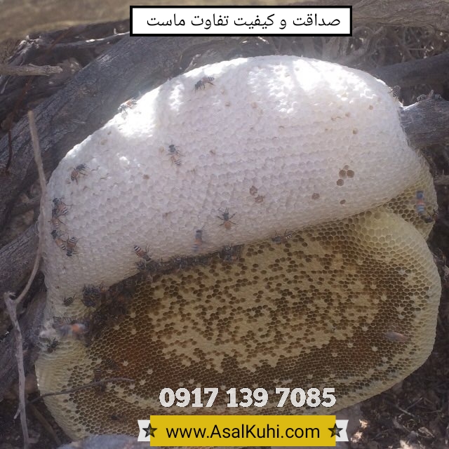 عسل وحشی جنوب